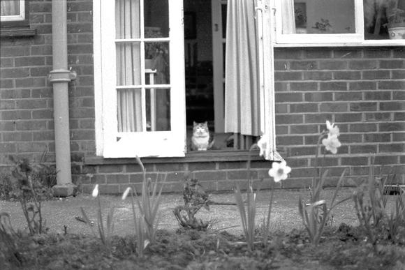 Cat at the back door of an old suburban household