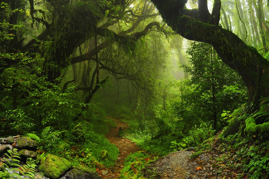 Amazonas