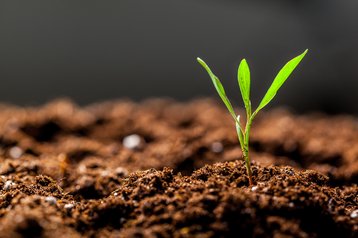 soil