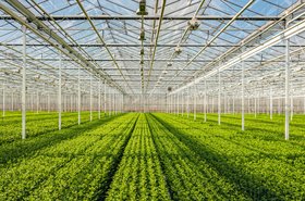 greenhouse