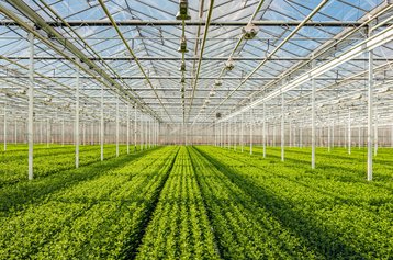 greenhouse