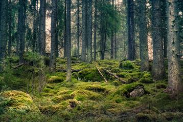 FOrest