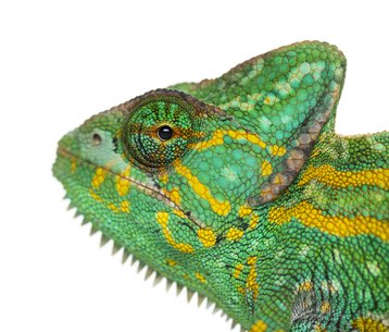 Suse mascot, a green chameleon