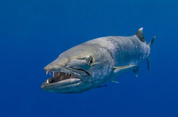 Barracuda