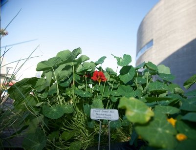 Flowers at Google's Mountain View, California, headquarters campus