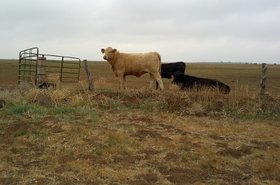 Cows grazing on the site of the future Happy Hereford wind farm by Chermac Energy. Source: Google's official blog
