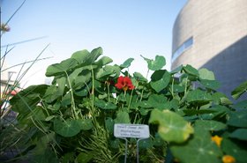 Google Mountain View campus flowers.jpg