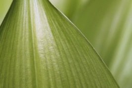 Green-leaf.jpg