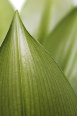 Green-leaf.jpg
