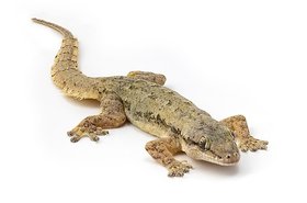 Hemidactylus_platyurus_(Flat-tailed_House_Gecko)_on_white_background,_focus_stacking basile morin