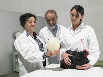 hybrid chicken egg science high expectations thinkstock photos michael blann