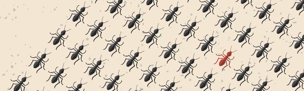 Ants or 'bugs'