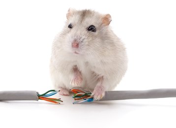Mouse versus Internet