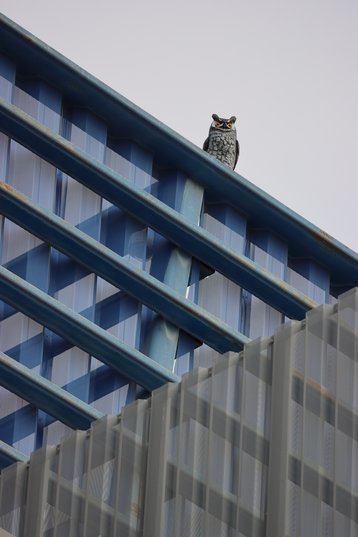 NTT Global Data Centers owl