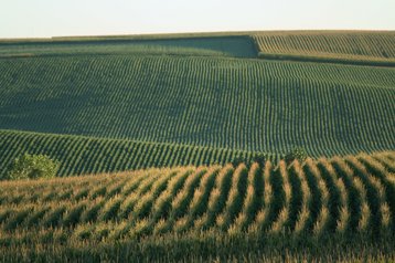 nebraska cornfields thinkstock photos carbon brain