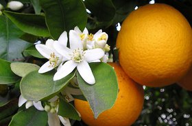 OrangeBloss_wb.jpg