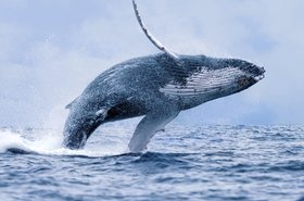 Whale Breach