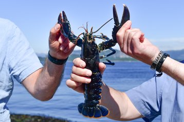 Plate Sized Lobster green mountain.jpg