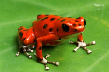 Venomous Amazon dart frog