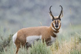 pronghorn thinkstock photos bgsmith 522599985