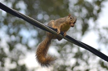 Squirrel - the scourge of data centers