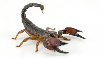 scorpion