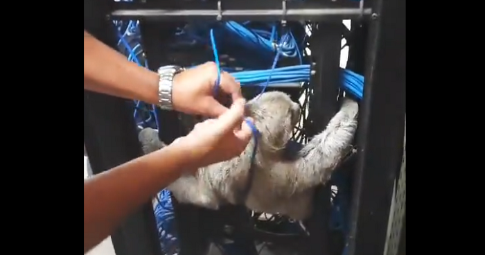 Sloth gets caught in server rack in Brazilian university data center