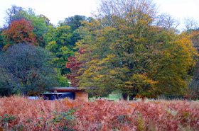 Starlink Richmond Park