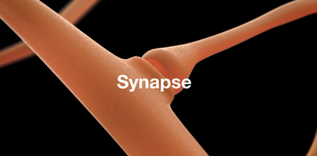 Synapse