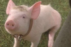 Babe the pig