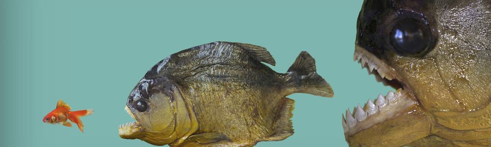 Fish acquisition Equinix Telecity Interxion
