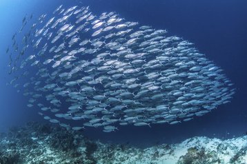 fish school mackerel prey hunted