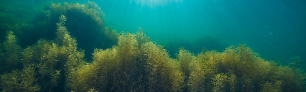 Underwater