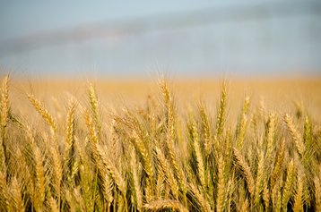 A field somewhere in Oregon