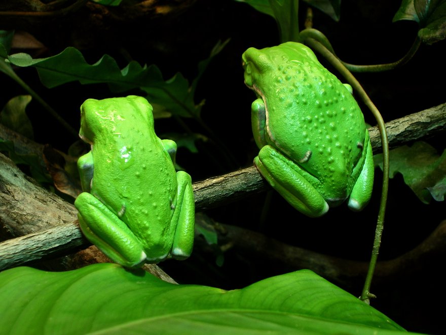 thinkstock photos green frog
