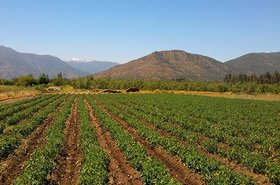 TomatalesEnRengo.jpg
