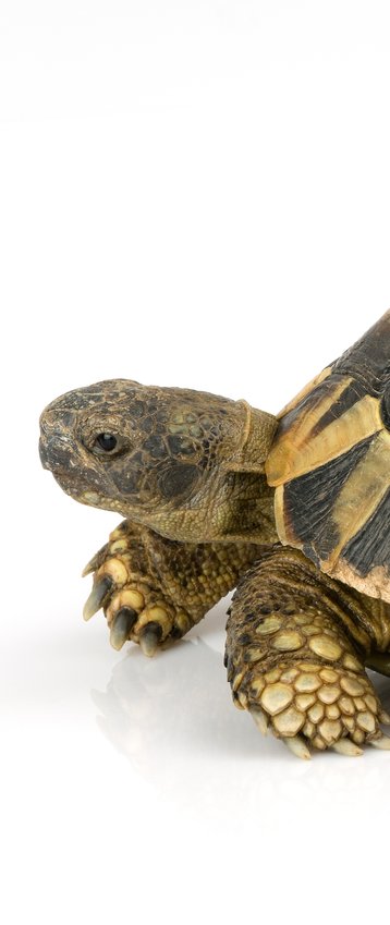 tortoise color thinkstock right