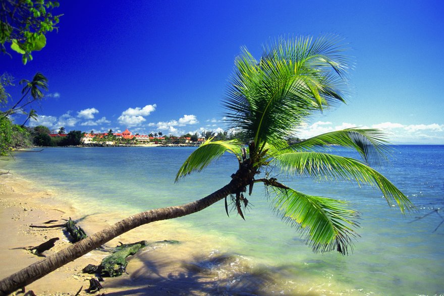 trinidad palm beach