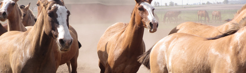 Wild horses. By Annaleyah, Pixabay