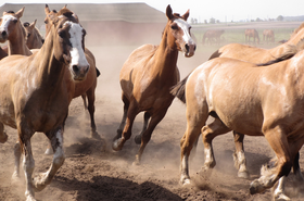 Wild horses. By Annaleyah, Pixabay