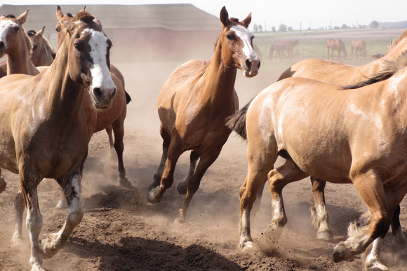 Wild horses. By Annaleyah, Pixabay