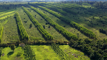 Working_Trees