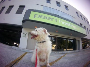 a four legged trip to our miami datacenter cogeco peer 1