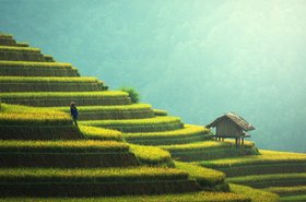 agriculture-asia-china-235648.jpg