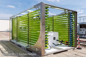 algae4