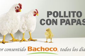 bachoco.jpg