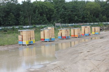 bluestar bee hives.jpg