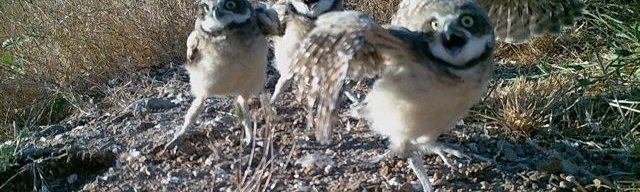 Burrowing owls
