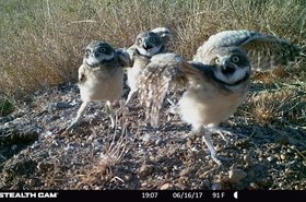 Burrowing owls