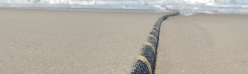 Cable submarino
